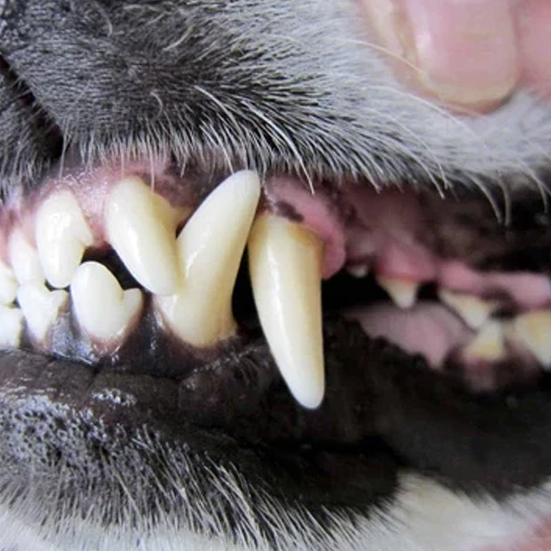 Pet Teeth Cleaning Spray