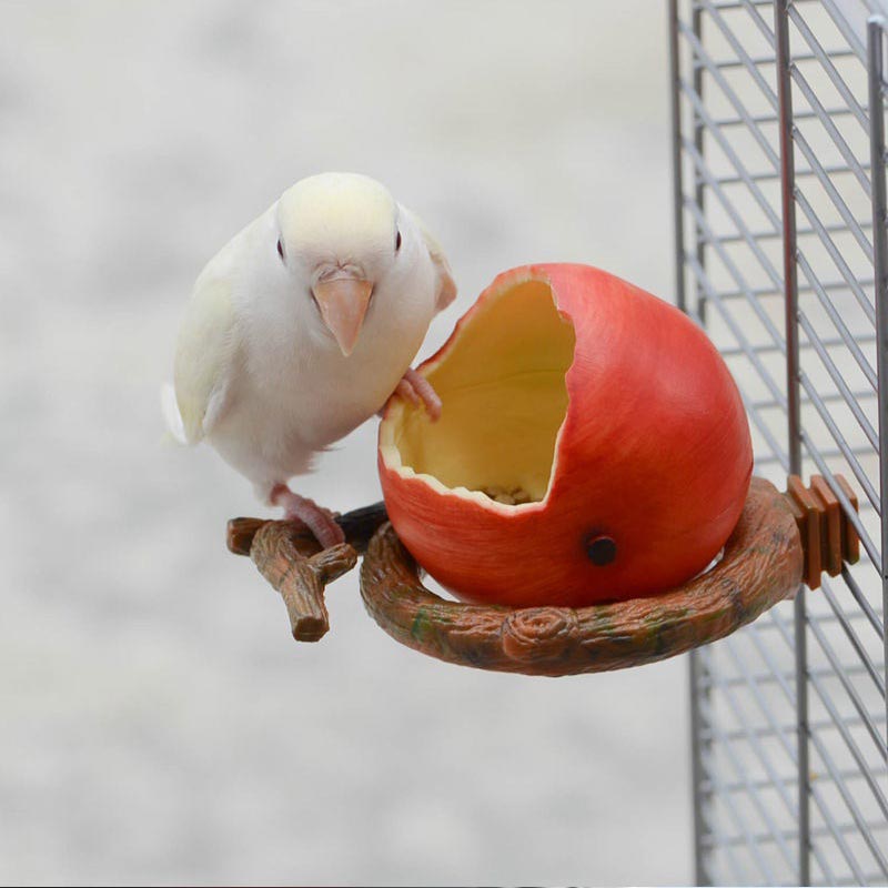 Creative Parrot Fruit Food Box