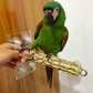 Parrot Sucker Pepper Wood Stand