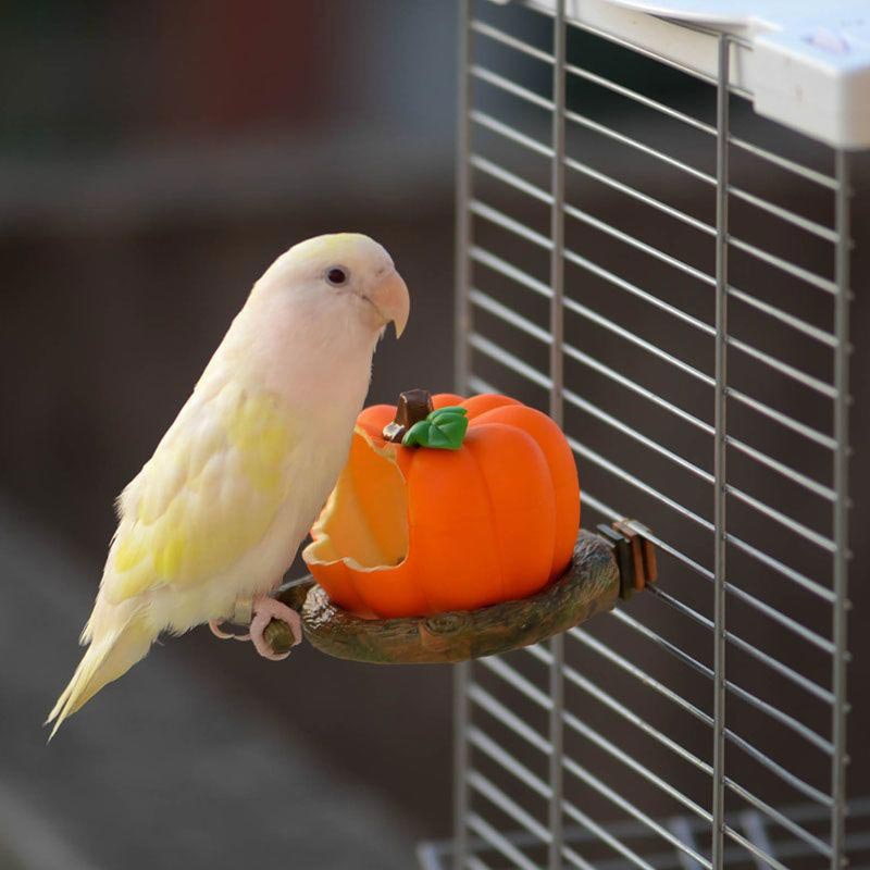 Creative Parrot Fruit Food Box