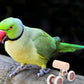 Parrot Bird Supplies Pulley