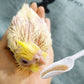 Baby Parrot Feeding Spoon