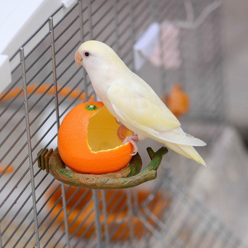 Creative Parrot Fruit Food Box