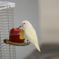 Creative Parrot Fruit Food Box