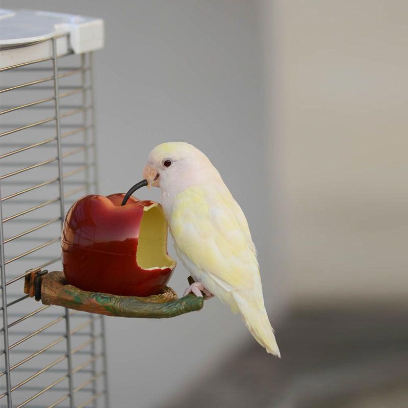 Creative Parrot Fruit Food Box