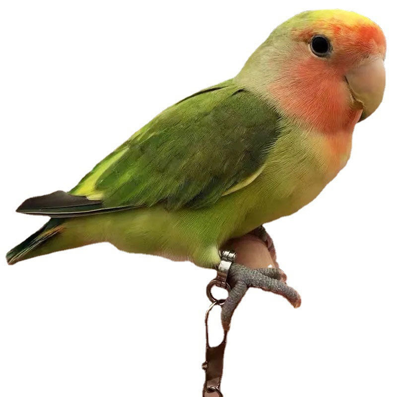 Parrot Flying Leash