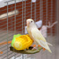 Creative Parrot Fruit Food Box