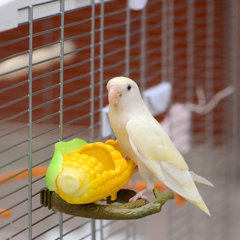 Creative Parrot Fruit Food Box