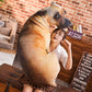 3D Simulation Dog Pillow