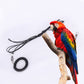 Parrot Bird Leash Kit