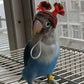 Parrot Pet Hat