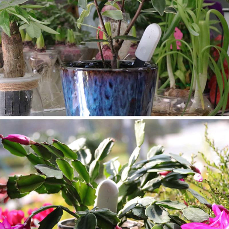 Flower And Grass Monitor