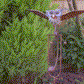 Life-Like-Garden Art-Owl Garden Patio Decoration