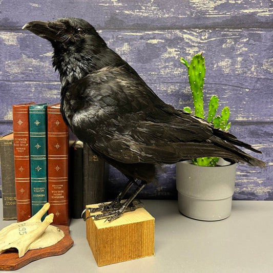 Taxidermy Crow-Rustic Home Decor