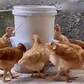 Poultry Automatic Gravity Feeder