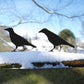Crow Garden Sculppture Art
