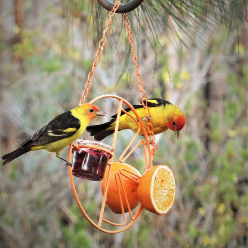 2021 Best Oriole Jelly Wild Bird Feeder
