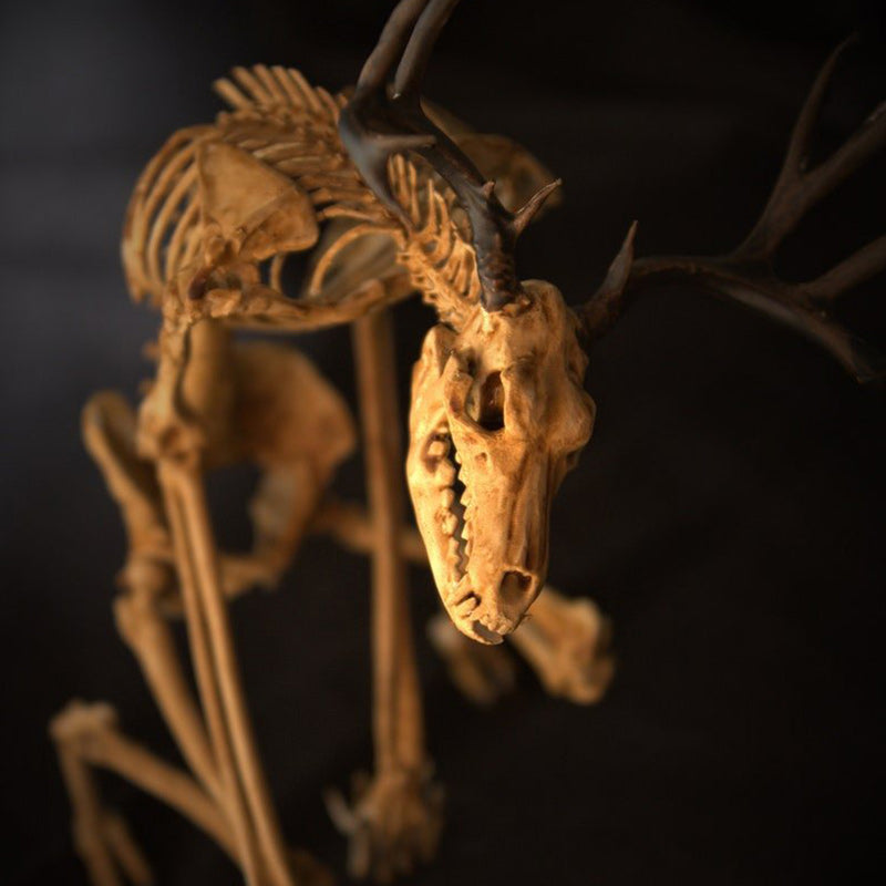 Wendigo Skeleton, Curiosity Cabinet