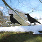 Crow Garden Sculppture Art