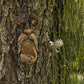 Tree Faces Bird Feeders Garden Decoration