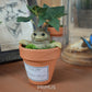 Harry Potter Mandrake Pixie Resin Ornament