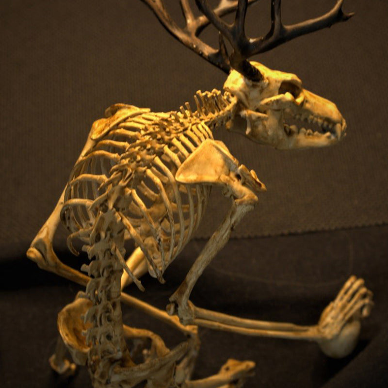 Wendigo Skeleton, Curiosity Cabinet