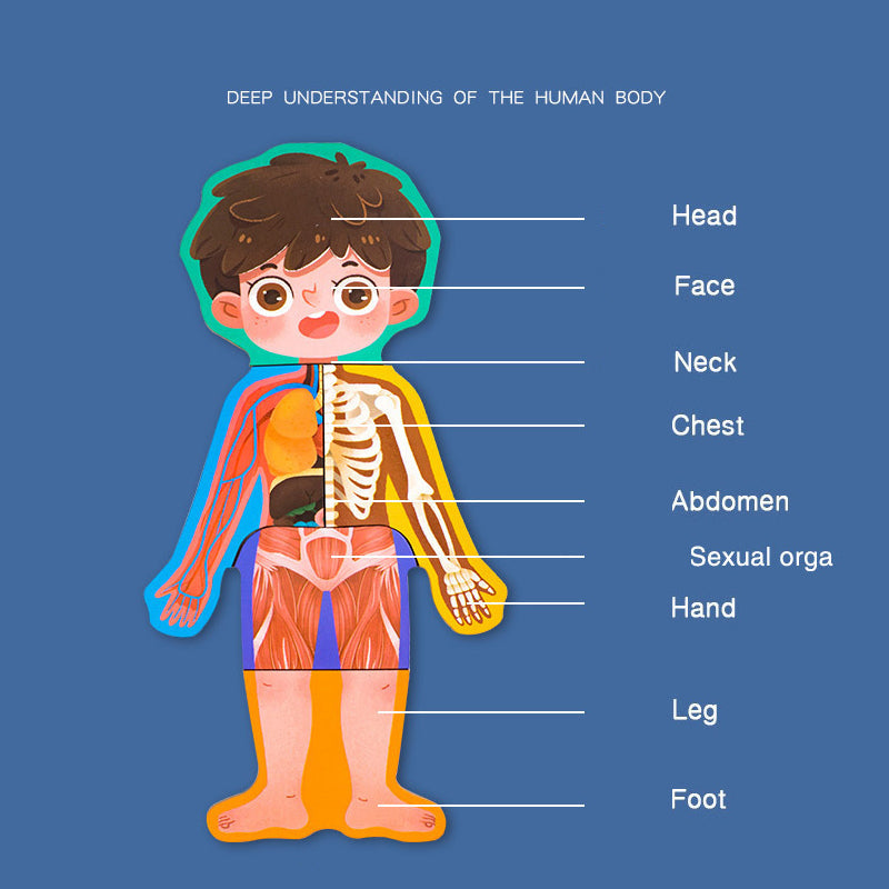 Human Body Anatomy Wooden Puzzle Game