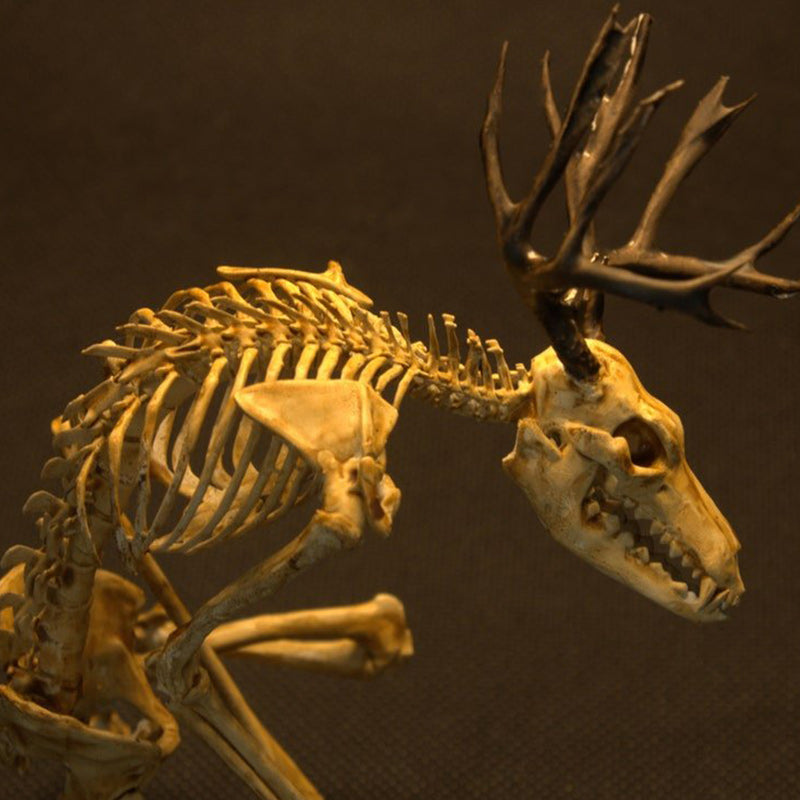 Wendigo Skeleton, Curiosity Cabinet