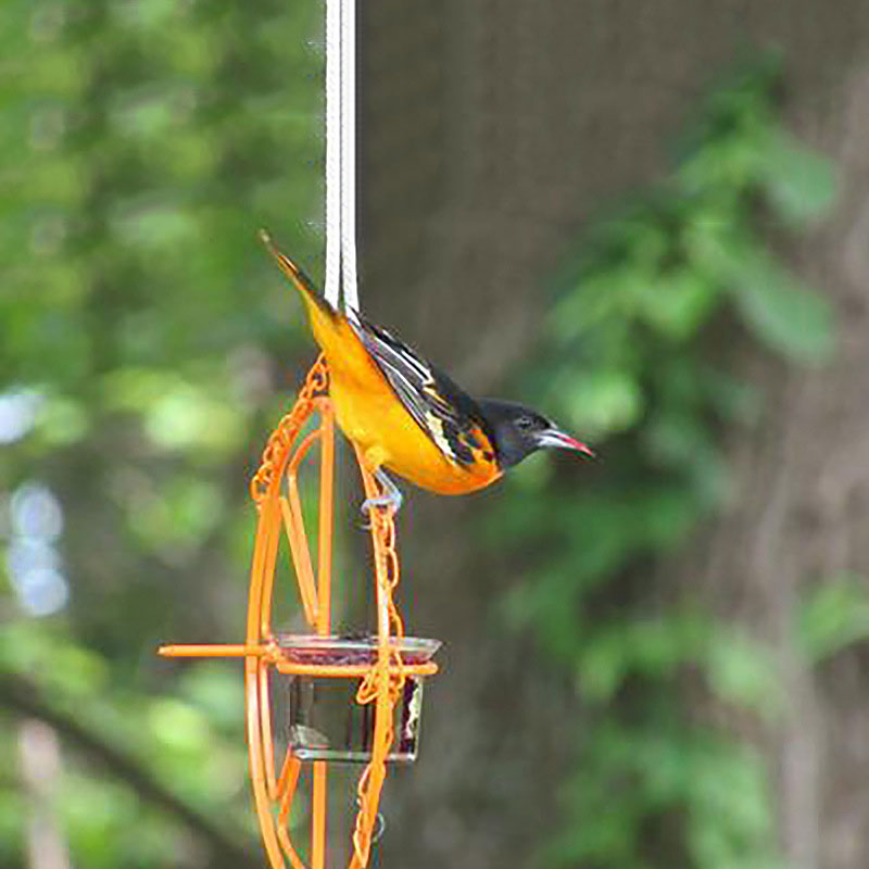 2021 Best Oriole Jelly Wild Bird Feeder