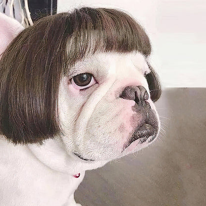 Pet Wig Role-playing Props