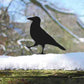 Crow Garden Sculppture Art