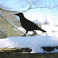 Crow Garden Sculppture Art
